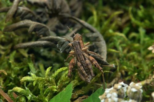 Pezotettix giornae